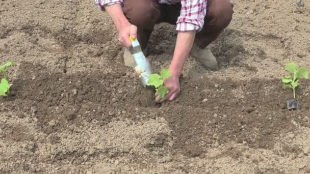 Bonde plantering leende växt vegetabiliska ekologiska livsmedel jordbruk farfar — Stockvideo