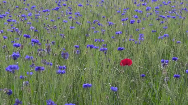 Enkele poppy korenbloemen in tarweveld, bloemen voedsel, individualiteit symbool — Stockvideo