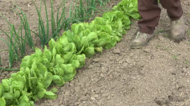 Geleneksel yöntemlerle, organik gıda tarım toprak tilling çiftçi