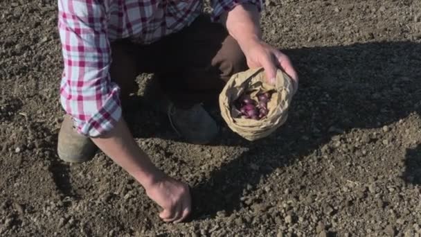 Фермер улыбается, сажая овощные луковые луковицы органические продукты питания — стоковое видео