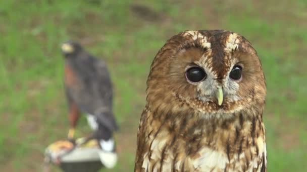 Tawny owl shaking head, wildlife predator bird — Stock Video