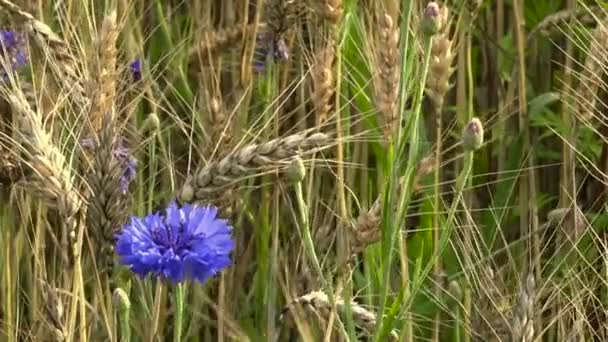 Single cornflower ripe in wheat field, organic food agriculture — Stock Video