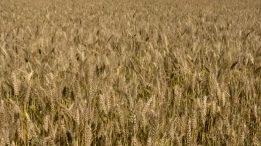 Olgun buğday alanı güneşli bir gün, yaz aylarında tarım