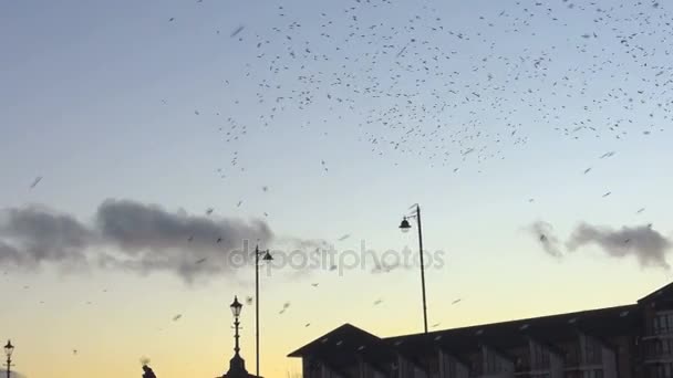 Bandada de estorninos, aves volando en enjambre, atracción turística de Irlanda al atardecer — Vídeo de stock