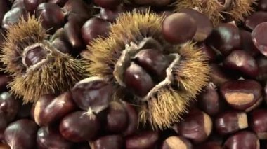 Tatlı kestane tablo, Castanea sativa dönen düşme düşmek gıda