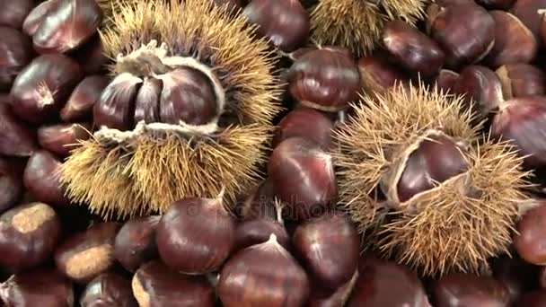 Sweet chestnut with calybium rotates on table, Castanea sativa fall food — Stock Video