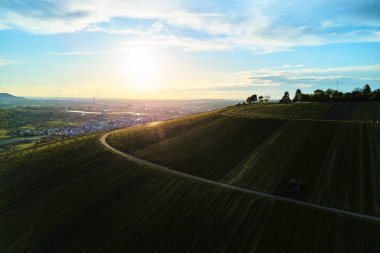 dron, ile DJI indeks işlem ile üst tepeden üzüm bağları peyzaj