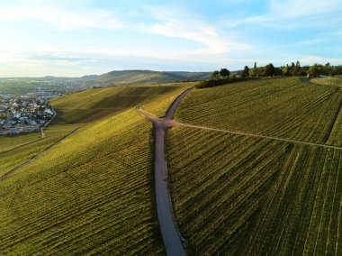 dron, ile DJI indeks işlem ile üst tepeden üzüm bağları peyzaj