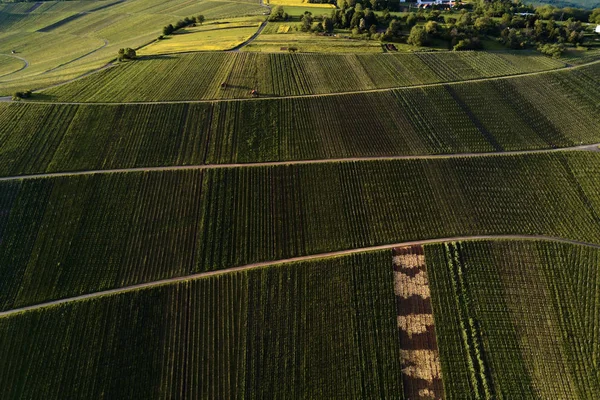 Viñedos paisaje en la colina desde la cima con dron, dji — Foto de Stock