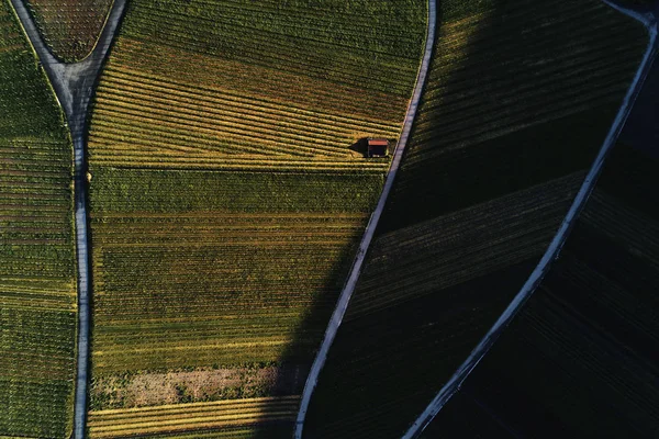 Viñedos paisaje en la colina desde la cima con dron, dji — Foto de Stock