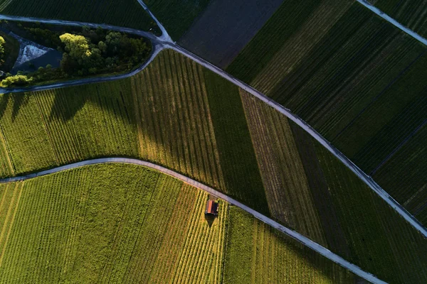 ドローン、ぢの上から丘の上のブドウ畑の風景 — ストック写真