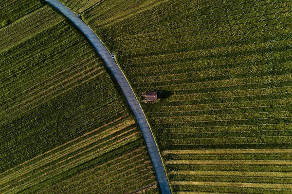 ドローン、ぢの上から丘の上のブドウ畑の風景 — ストック写真