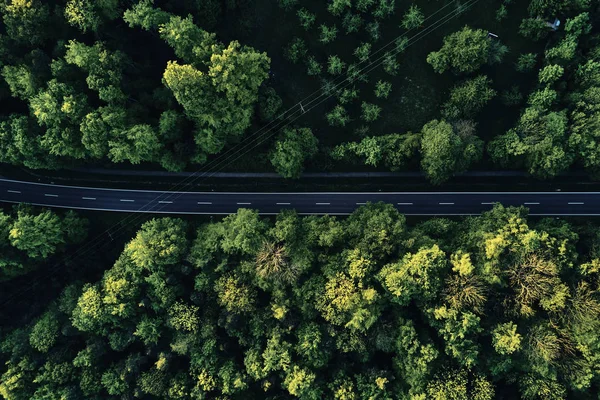 Calle entre grandes árboles desde la parte superior con vista aérea de drones, paisaje — Foto de Stock