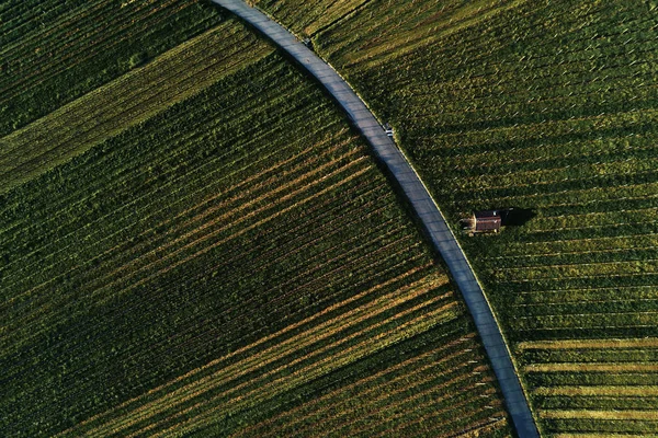 Vinhedos paisagem na colina de cima com drone, dji Imagens De Bancos De Imagens