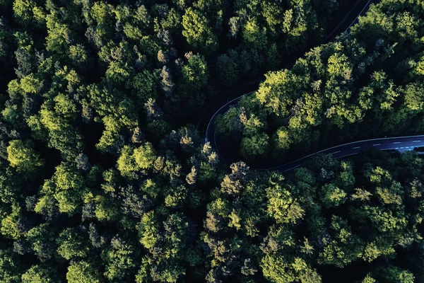 Rua entre grandes árvores de cima com vista aérea drone, paisagem Imagens De Bancos De Imagens Sem Royalties