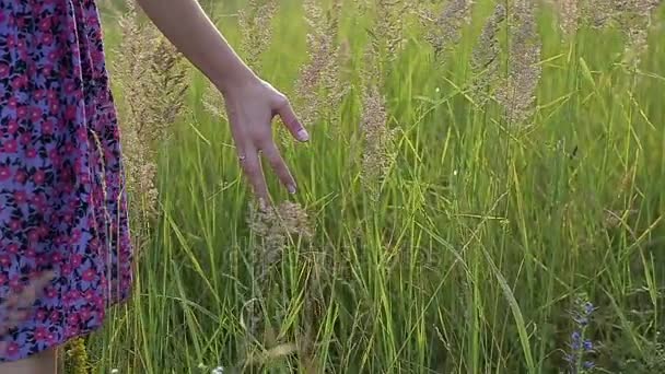 Imagen de cerca de una hermosa mano de las mujeres jóvenes tocando la hierba — Vídeo de stock