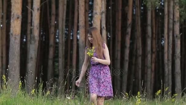 Κορίτσι μαζεύοντας λουλούδια μέσα στο δάσος, στο πάρκο — Αρχείο Βίντεο