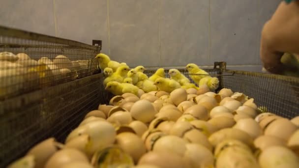 Petits poussins dans l'usine — Video