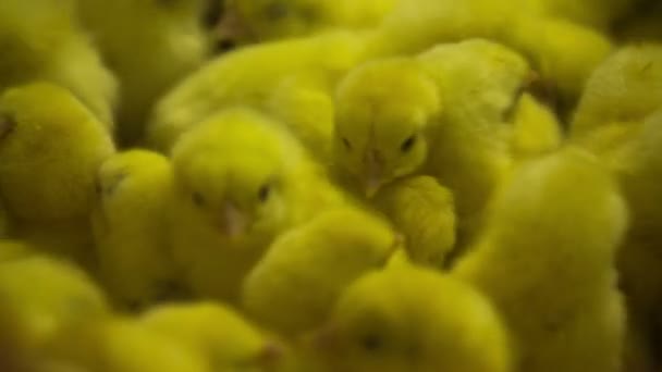 Nyfödd gul chick — Stockvideo