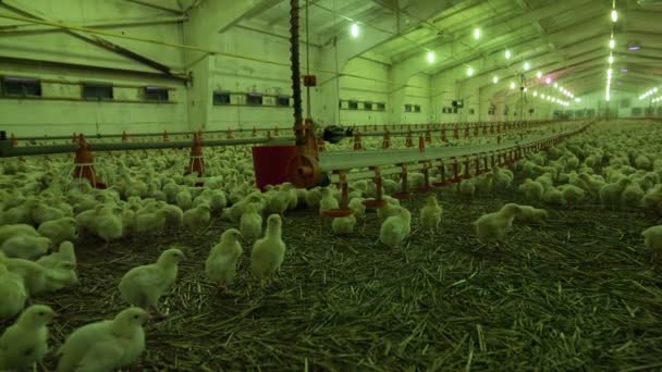 Granja de pollos con pollos de unos días de edad — Vídeos de Stock