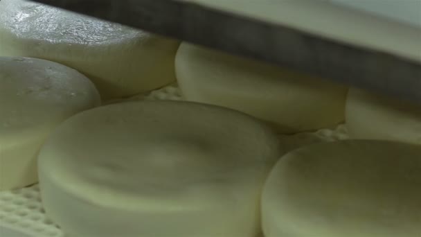 Rodas de queijo acabadas de fazer — Vídeo de Stock