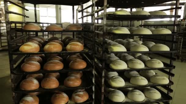 Bröd-baka. Nybakat bröd på produktionen — Stockvideo