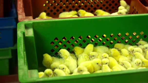 Pintos minúsculos na fazenda de galinhas — Vídeo de Stock