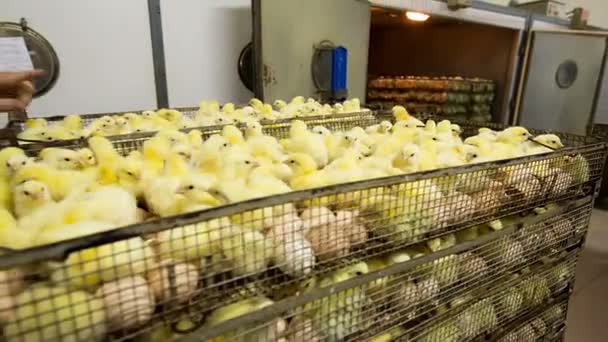 Poussins éclos en incubateur — Video