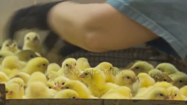 Pollos bebé en la granja — Vídeo de stock