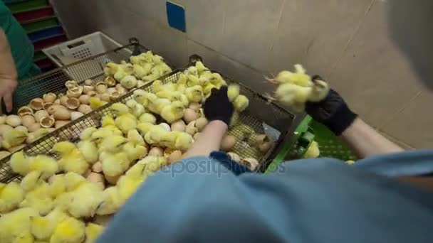 Small chicks in Factory closeup — Stock Video