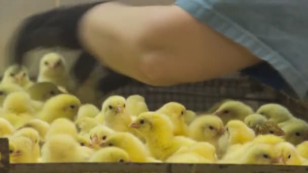 Young chickens at the factory — Stock Video