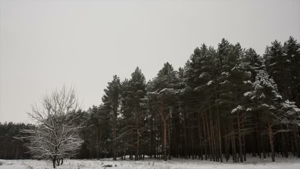 저녁에 눈 덮인 소나무 — 비디오