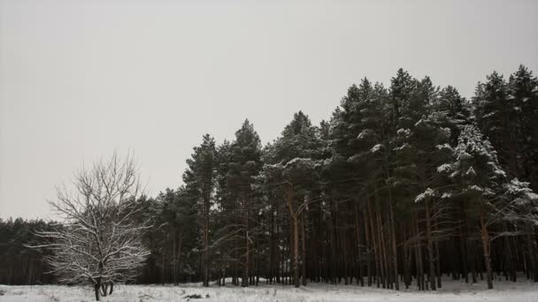 Сосны, покрытые снегом, вечером — стоковое видео