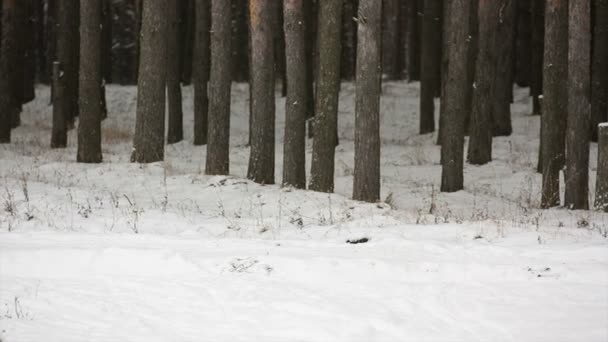 Trasy narciarstwa biegowego człowieka w lesie — Wideo stockowe