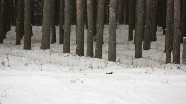 Man cross-country skiing in the woods — Stock Video