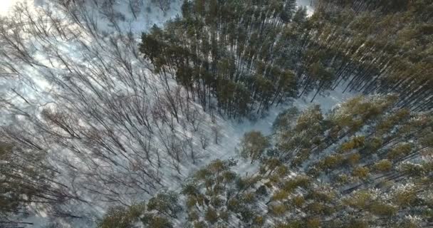 雪に覆われた木以上のフライト。4 k — ストック動画