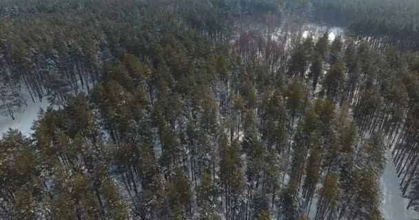 Luftflug über verschneite Bäume in der Wildnis — Stockvideo