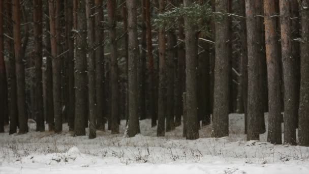 Hombre esquiando en el bosque de invierno — Vídeo de stock