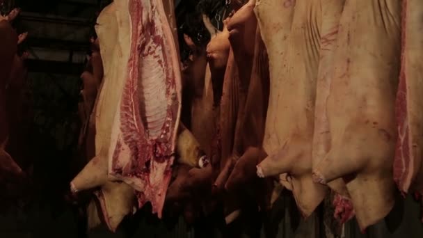 Vers rauw vlees in de koelkast — Stockvideo