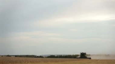 Wheat harvest in the evening