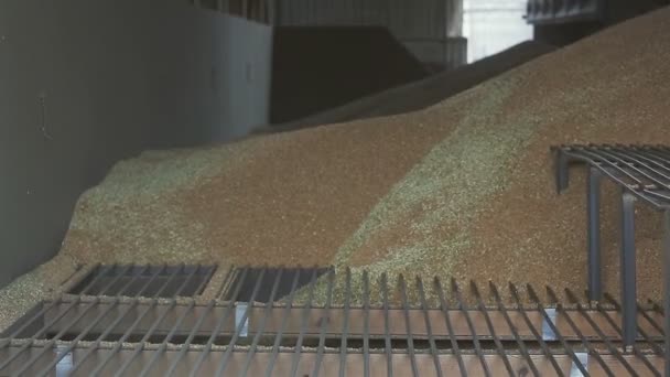 Cargando trigo en un silo — Vídeo de stock