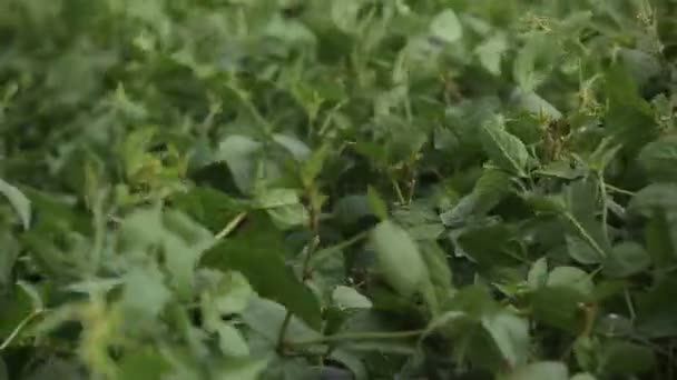 Soybean fields swaying in the wind — 비디오