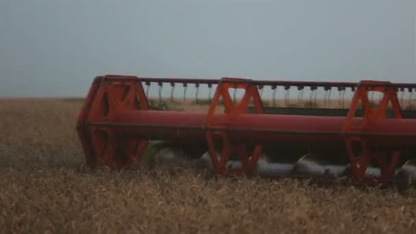 Харвестер, работающий в поле, собирает ячмень — стоковое видео