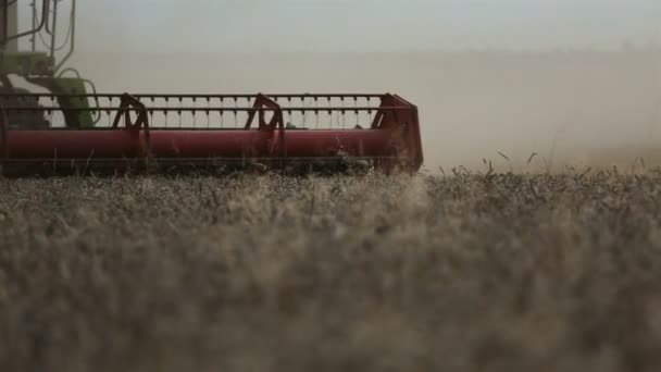 Combine harvests crops. Detail footage — Stock Video