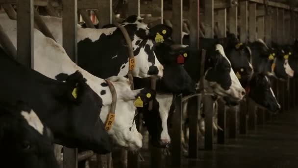 Vacas com máquina de ordenha em galpão na fazenda leiteira — Vídeo de Stock