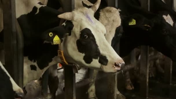 Экологическая ферма для молочных коров — стоковое видео