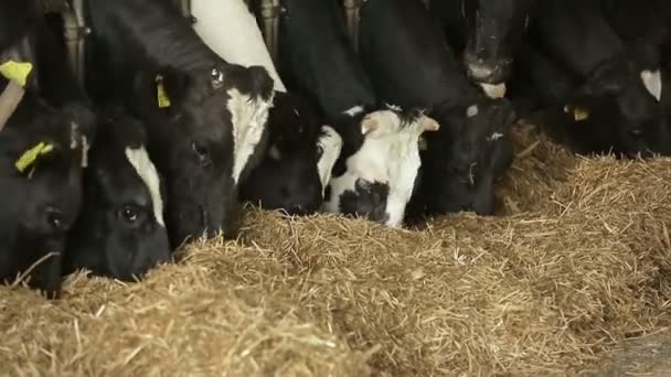 Kuhfütterung auf dem Milchviehbetrieb. Kuhstall — Stockvideo