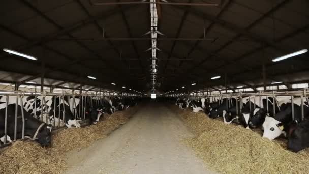 Veestapelcomplex. Herd van koeien in koeienstal. — Stockvideo