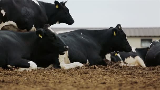 Svarta kor betar på ett fält en solig dag. — Stockvideo