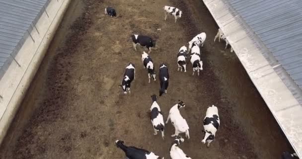 Aerial view of cows herd grazing on pasture fenced paddock — Stock Video